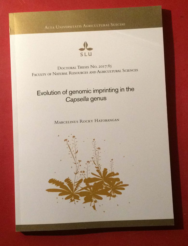 doctoral thesis